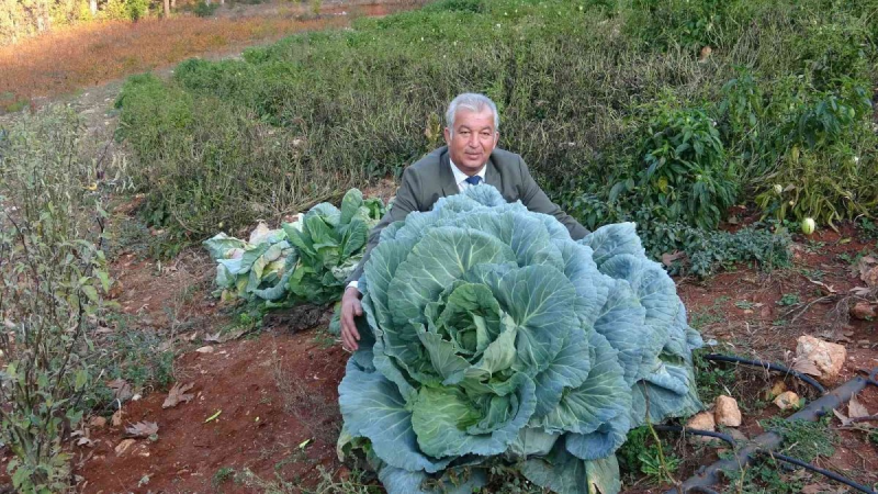 Bir çiftçi 30 kiloluk lahana yetiştirdi